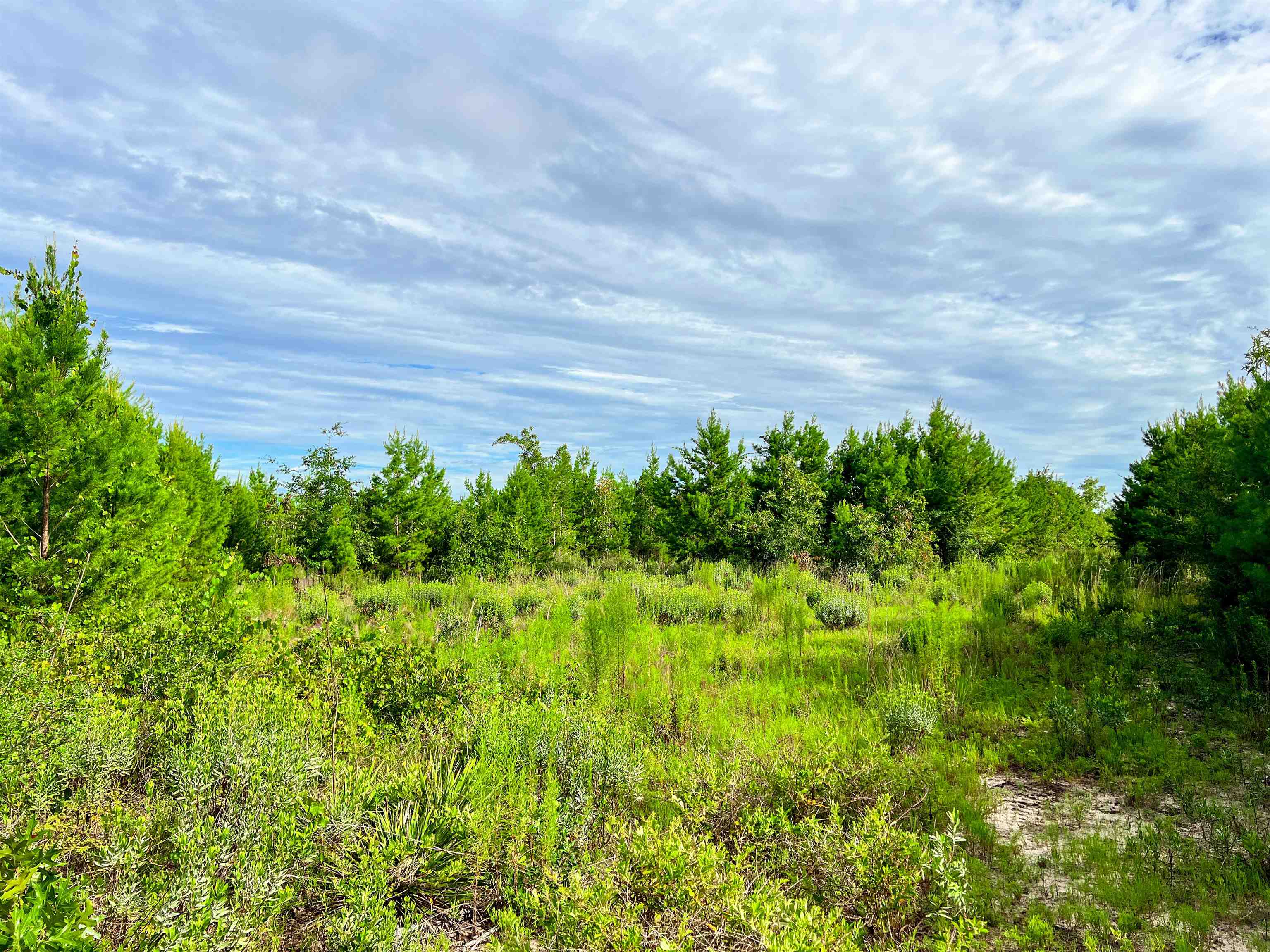 Tbd Tbd Baker Road Altha, FL 32421 - Photo 26 of 42 Gallery Image 26