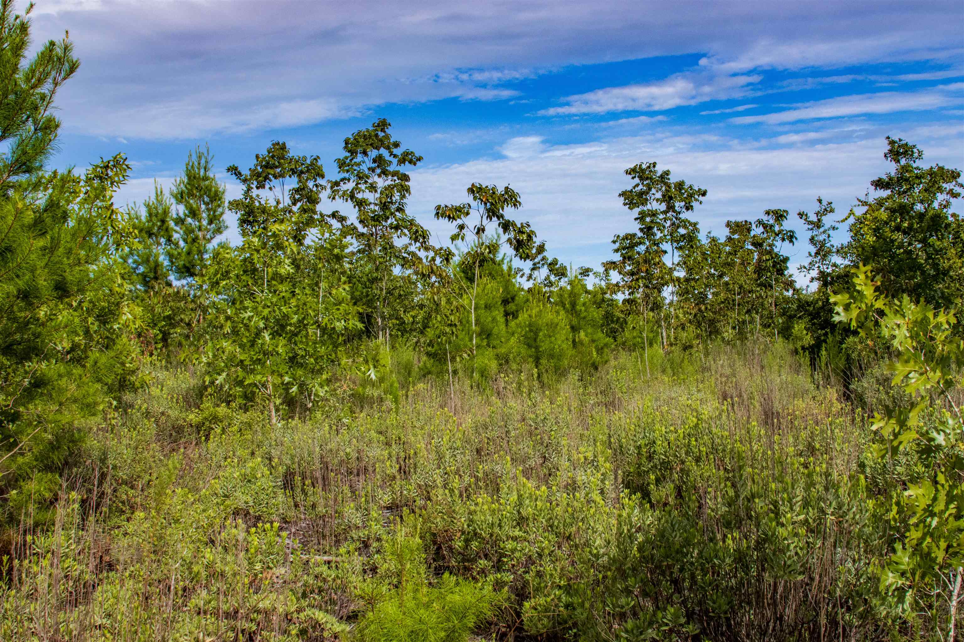 Tbd Tbd Baker Road Altha, FL 32421 - Photo 29 of 42 Gallery Image 29