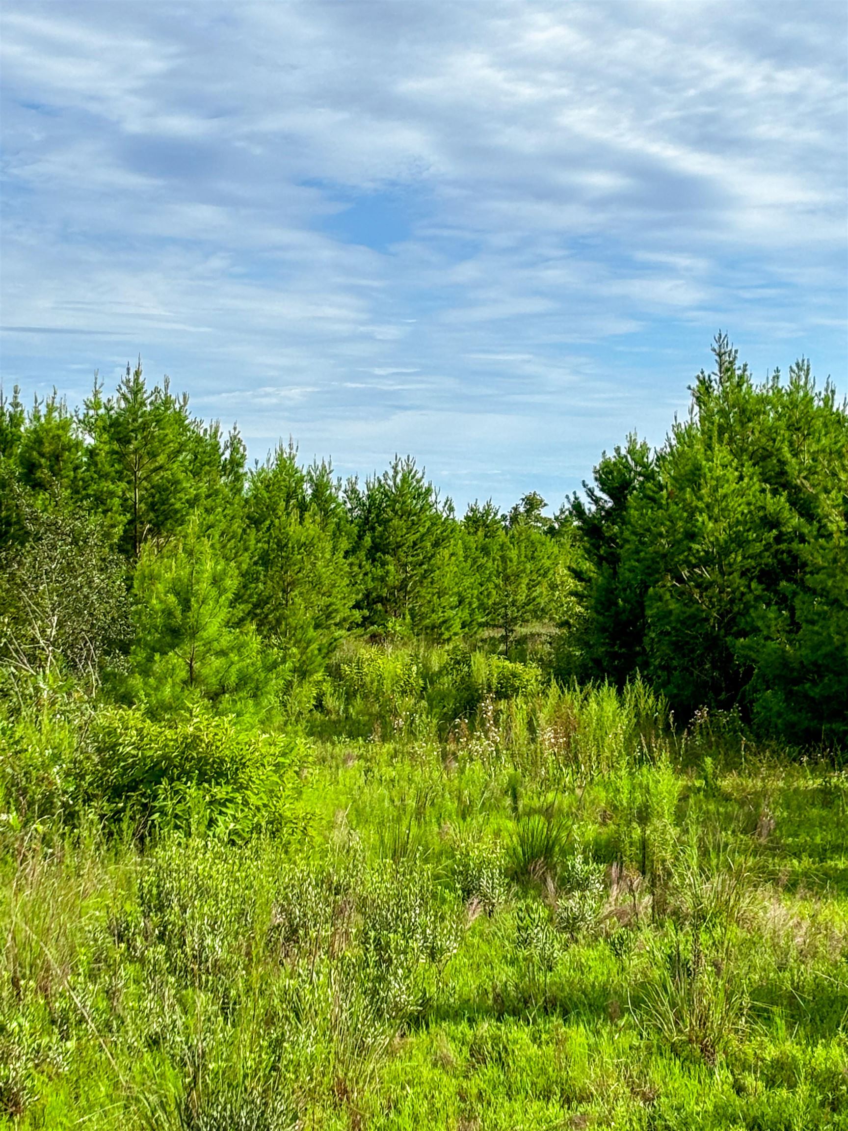 Tbd Tbd Baker Road Altha, FL 32421 - Photo 3 of 42 Gallery Image 3