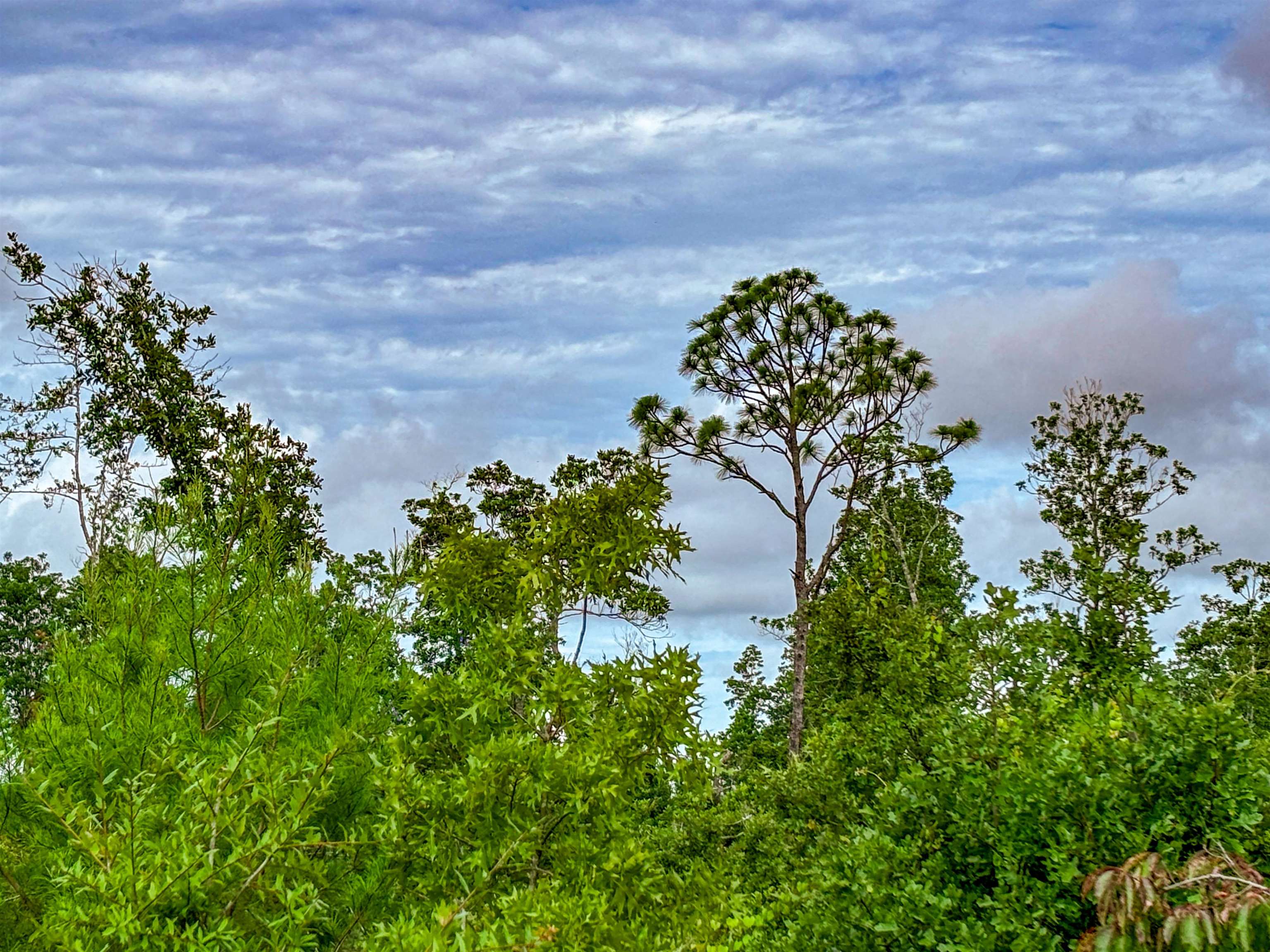 Tbd Tbd Baker Road Altha, FL 32421 - Photo 6 of 42 Gallery Image 6