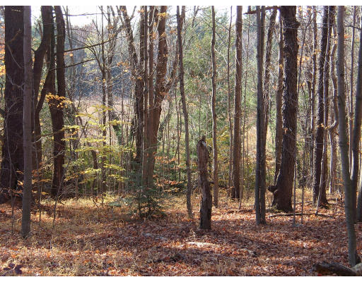 Lot 7 West Center Road Otis, MA 01253 - Photo 2 of 2 a backyard of a house with lots of green space