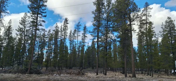a view of a forest with trees