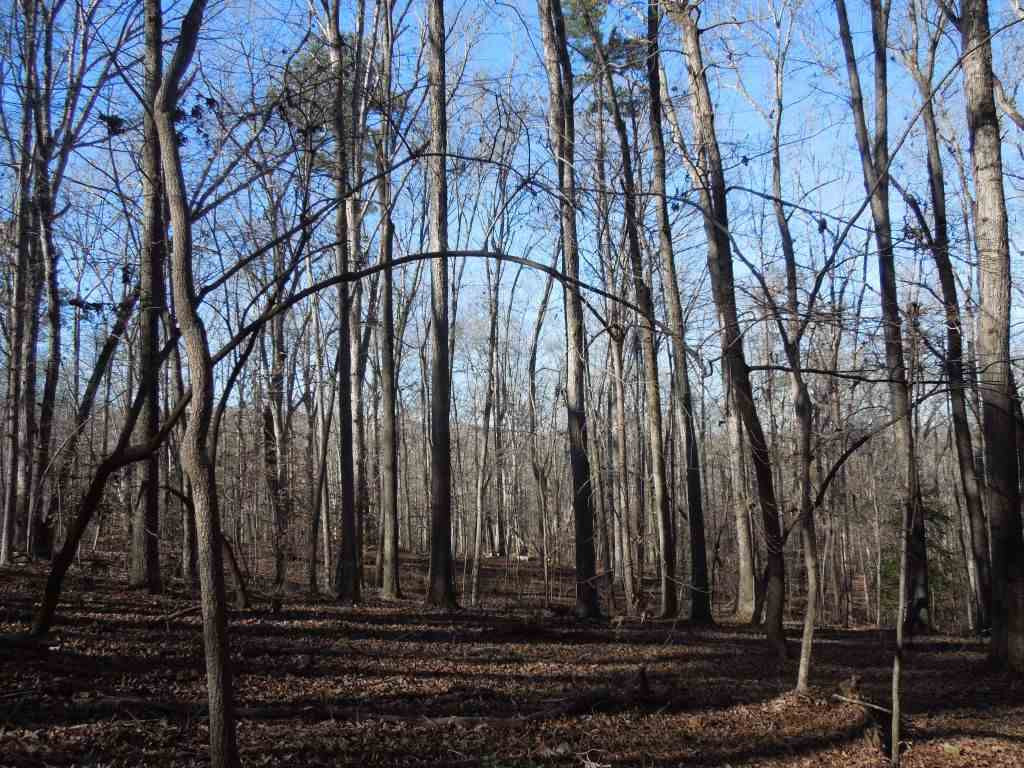 Eddie Perry Road Pittsboro, NC 27312 - Photo 9 of 12 Photo 9