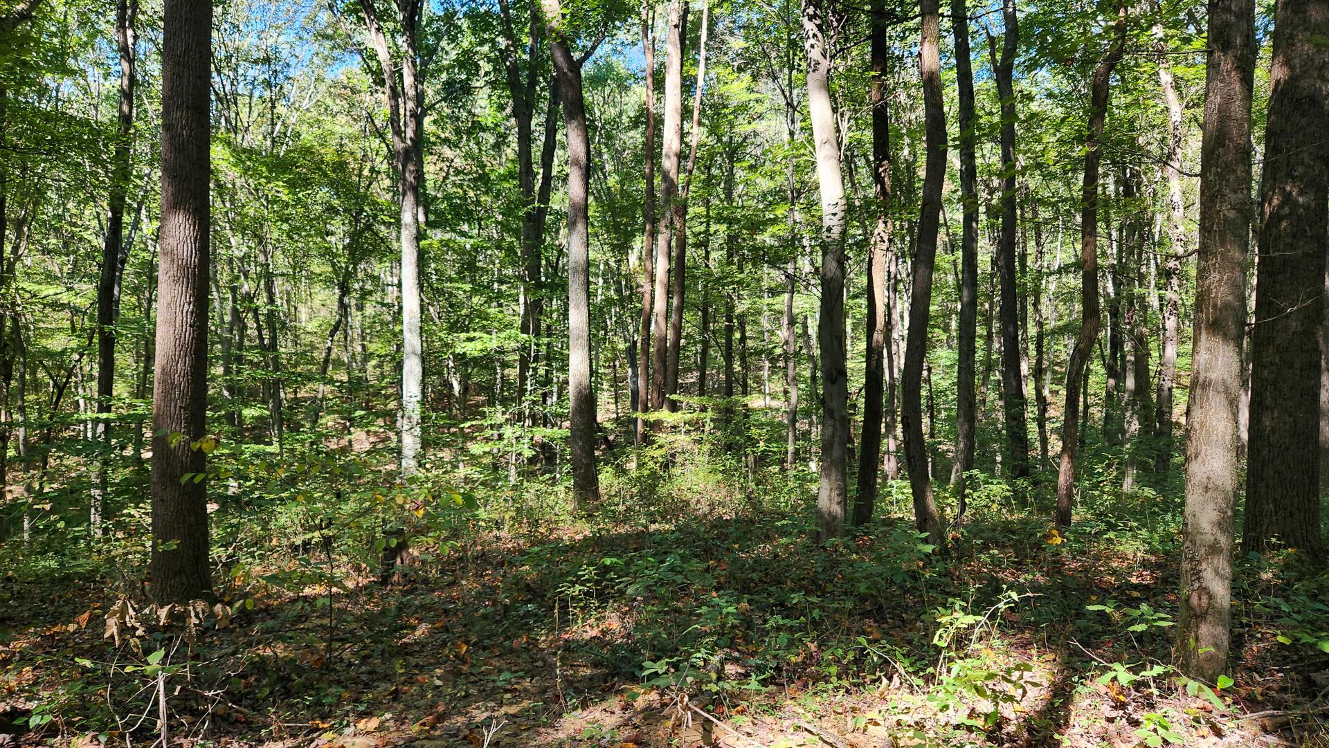871 Poplar Ridge Road, Unit PONDS POPLAR RIDGE TRACT 13) Gallipolis, OH 45631 - Photo 23 of 36 CT-23