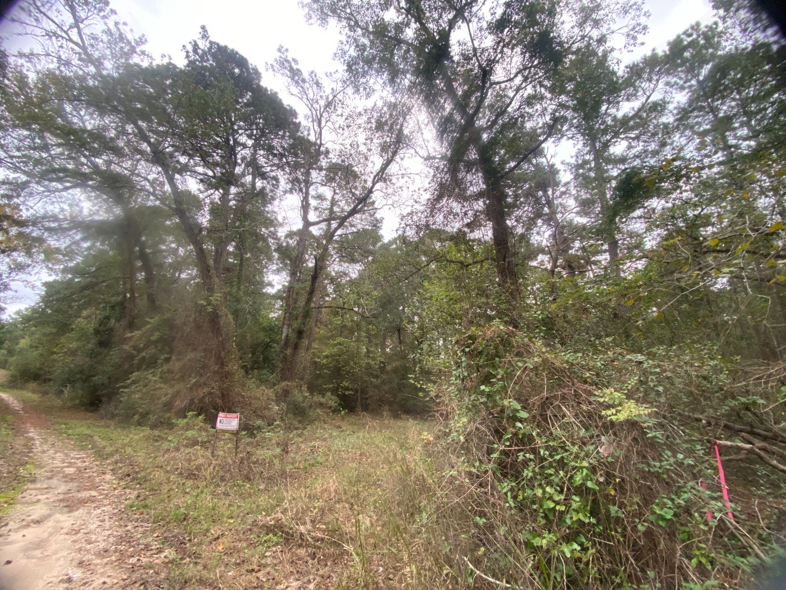 Tbd Tbd Sandy Ln Point Oakhurst, TX 77359 - Photo 4 of 12 a view of a forest with trees in the background