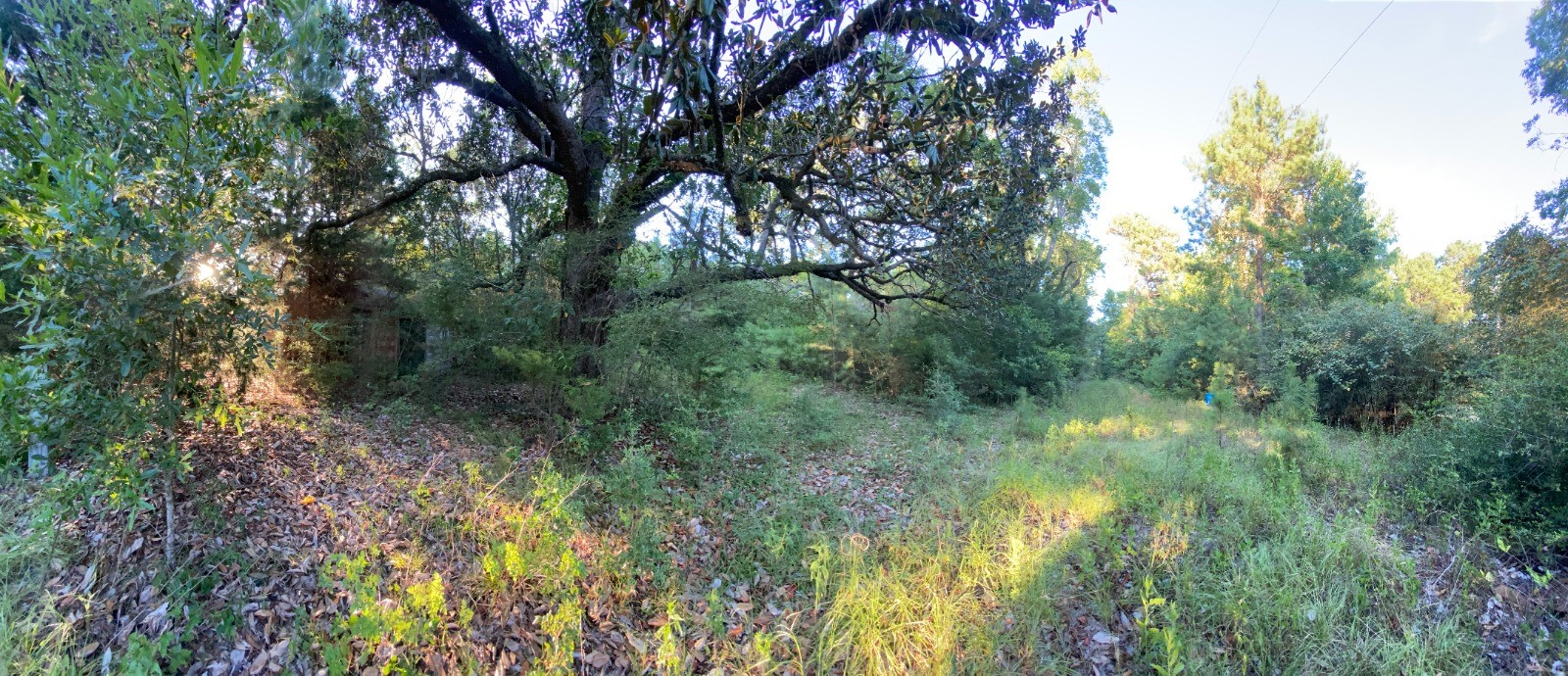 Tbd Tbd Sandy Ln Point Oakhurst, TX 77359 - Photo 8 of 12 a view of a lush green forest