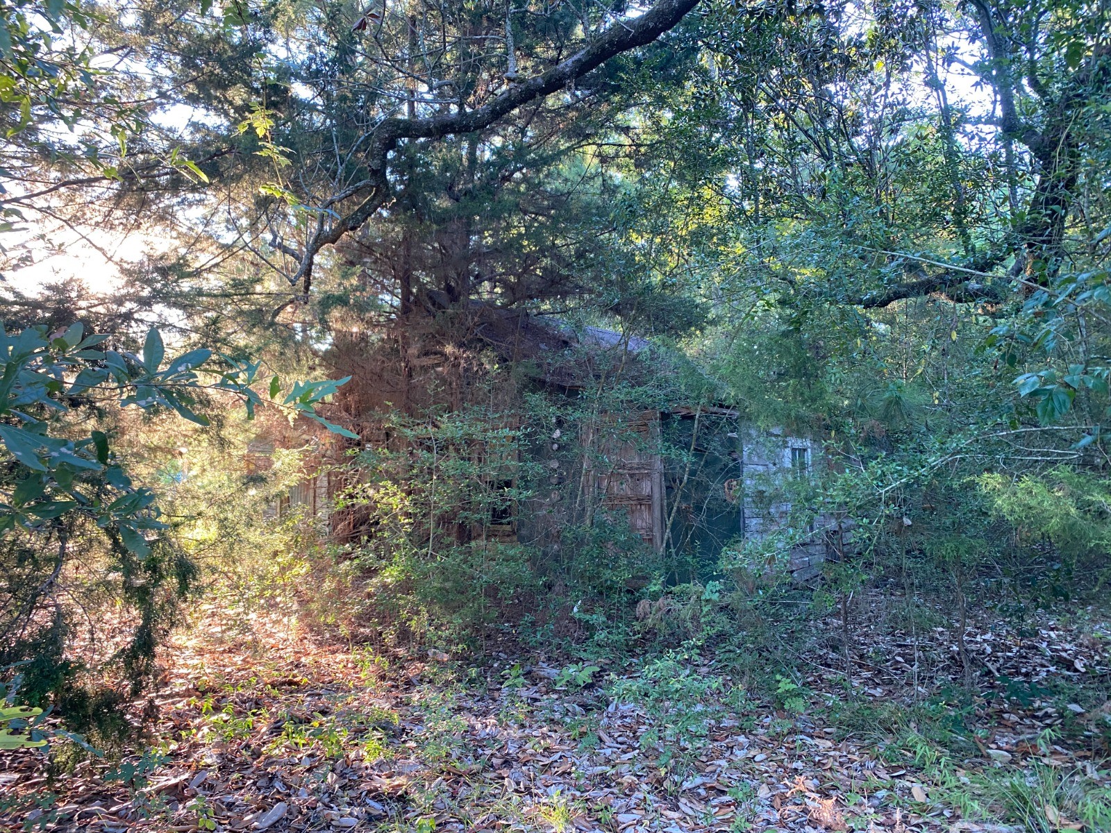 Tbd Tbd Sandy Ln Point Oakhurst, TX 77359 - Photo 9 of 12 a view of a forest with trees in the background