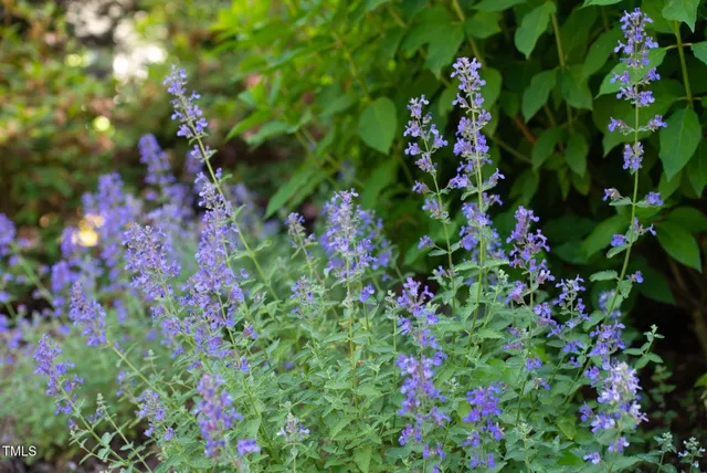 $1,400,000 | 125 Lord Ashley Road, Raleigh, NC 27610