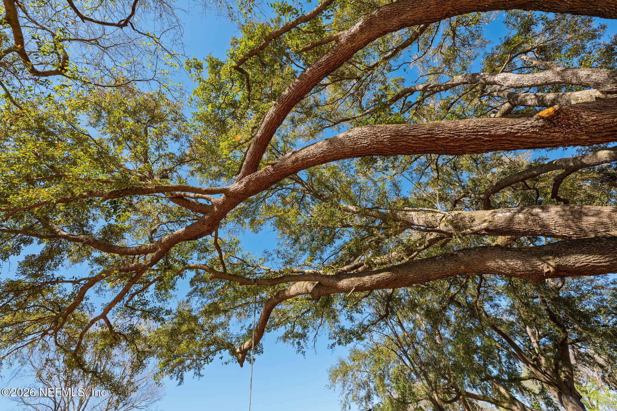 724 Miltondale Road Macclenny, FL 32063 - Photo 29 of 31 a view of tree from a tree