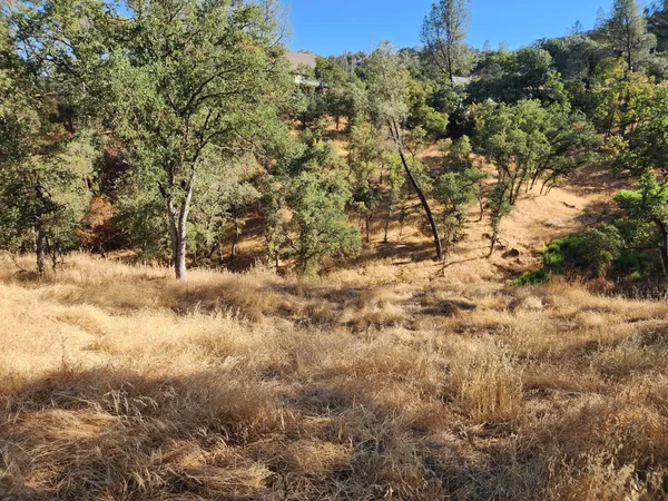 a view of a yard with a tree