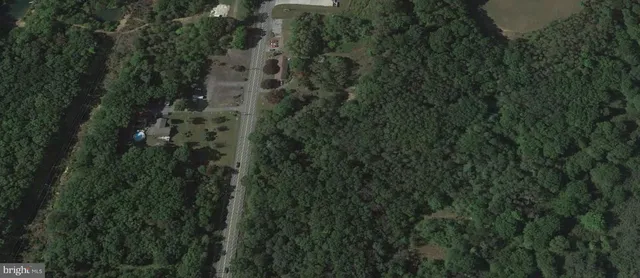 a view of a lush green forest