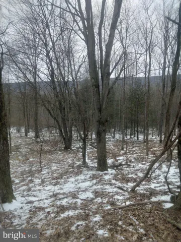 a view of a forest filled with trees