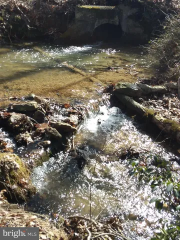 a view of a forest with a tree
