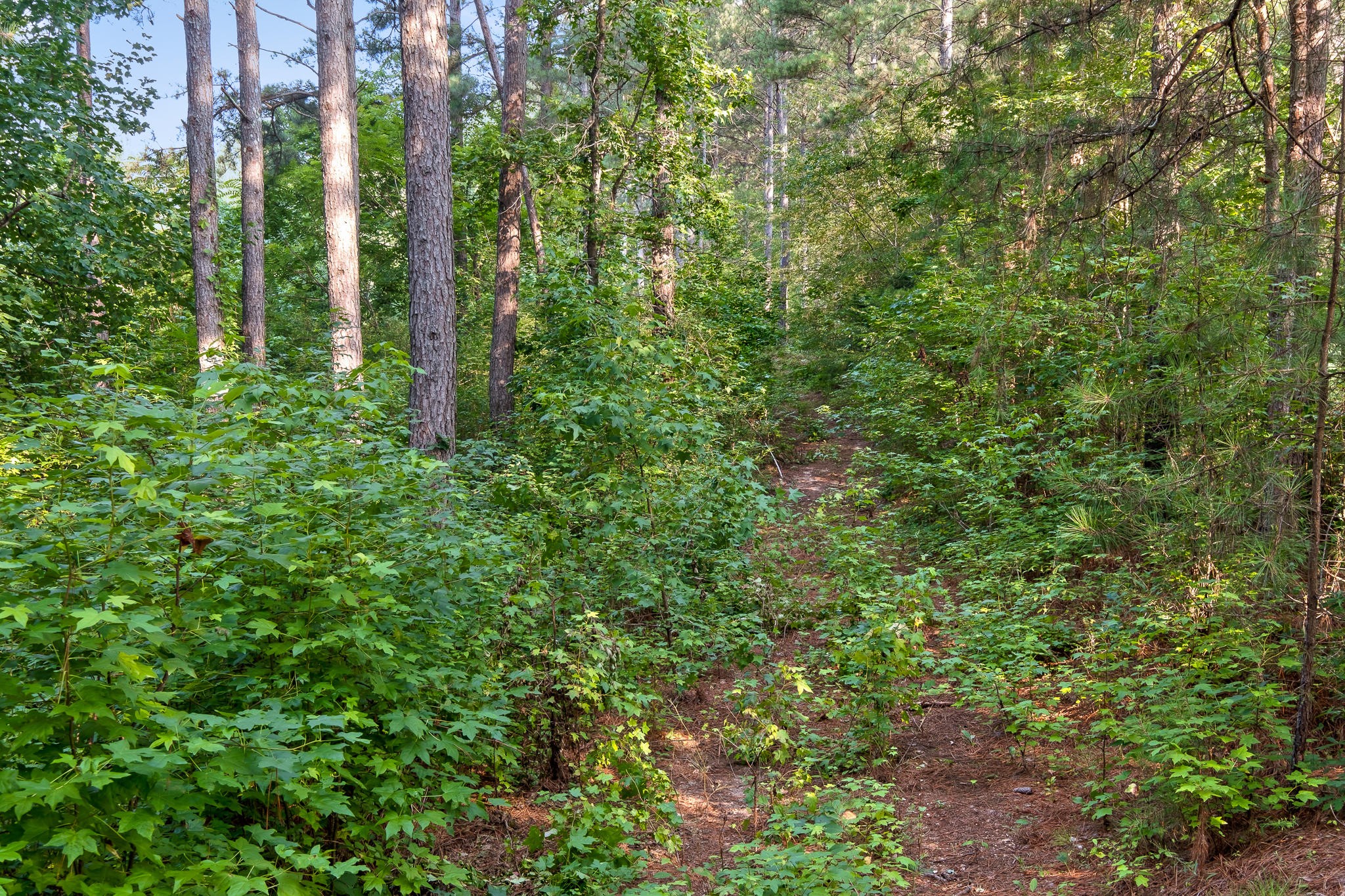 3 Blythes Ferry Road Dayton, TN 37321 - Photo 15 of 20 Gallery Image 15