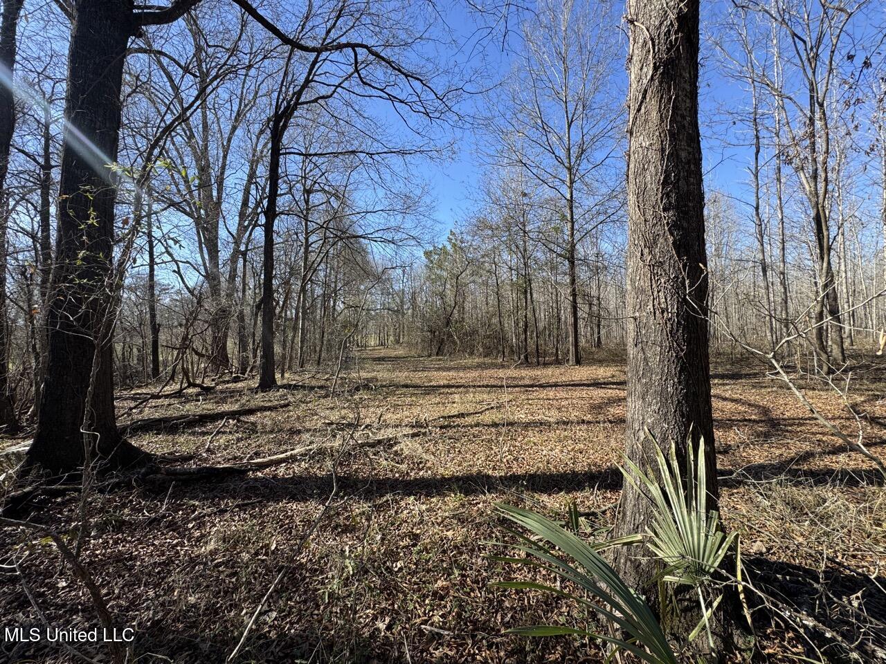 165 Mitchell Road Jonesville, LA 71343 - Photo 39 of 56 IMG_1764 Large