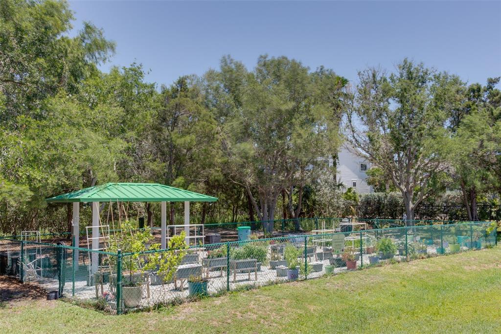 317 12th Avenue Indian Rocks Beach, FL 33785 - Photo 25 of 31 a small garden covered with tall trees