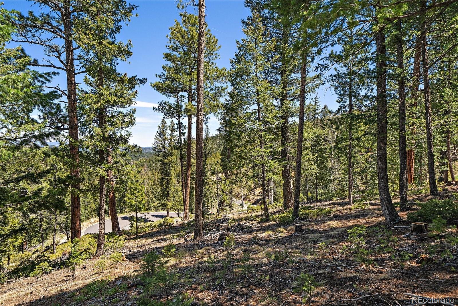 6855 Lynx Lair Road Evergreen, CO 80439 - Photo 17 of 21 a view of a forest with trees