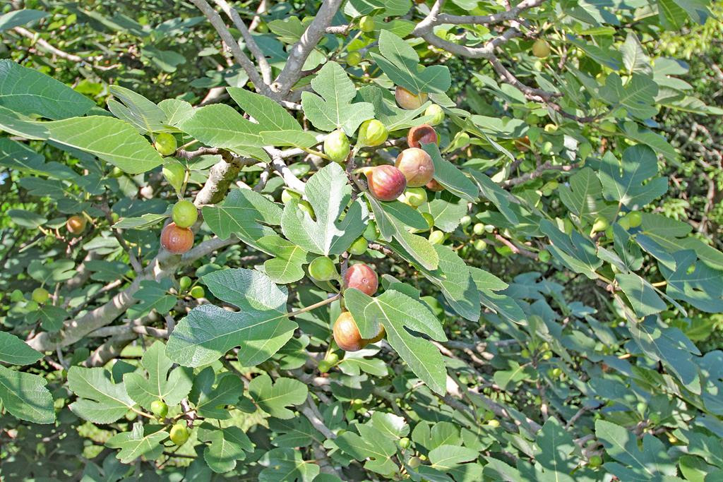 2222 Richards Road Augusta, GA 30906 - Photo 21 of 23 fig tree