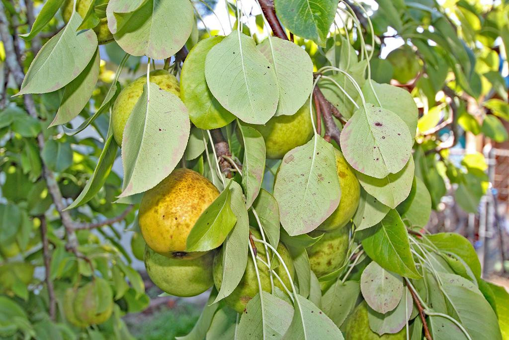 2222 Richards Road Augusta, GA 30906 - Photo 22 of 23 pear tree