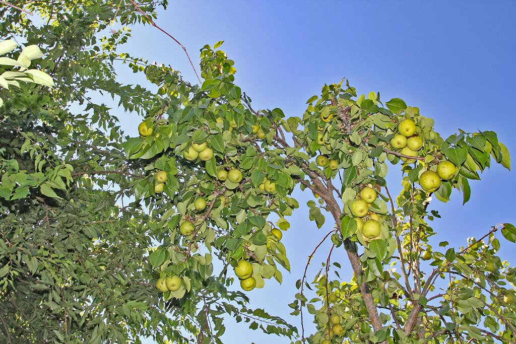 2222 Richards Road Augusta, GA 30906 - Photo 23 of 23 apple tree