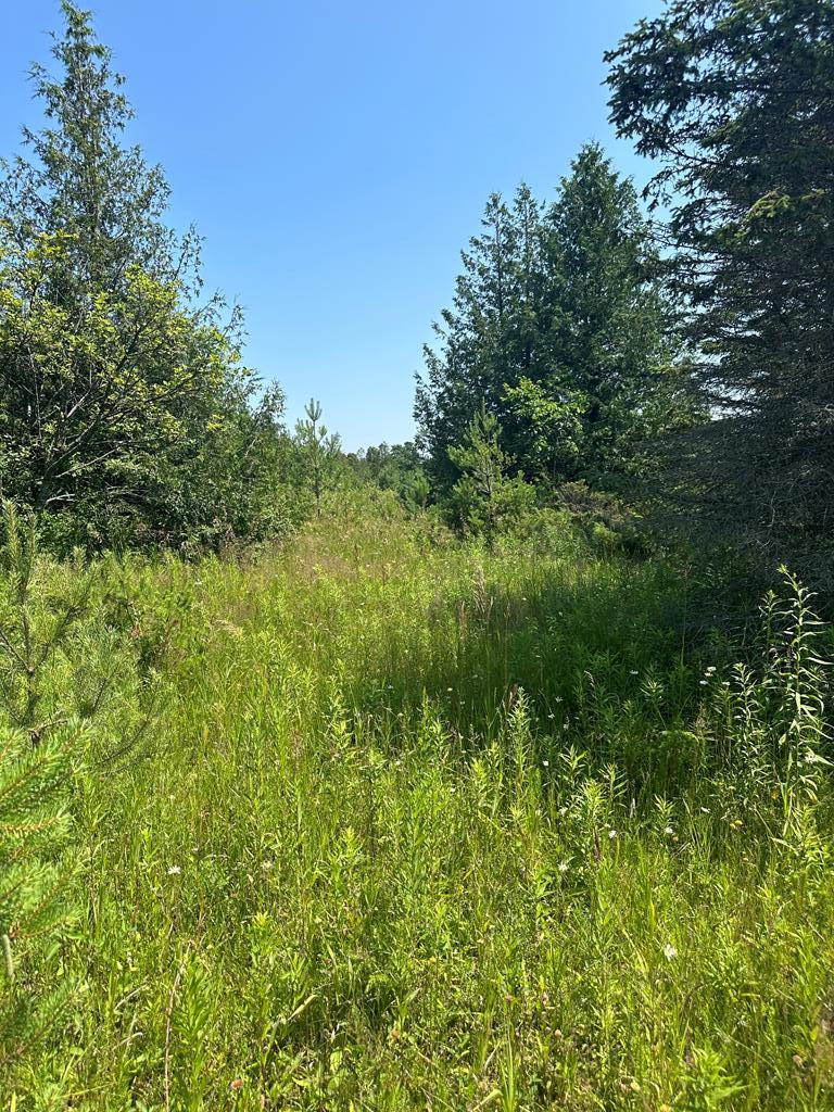 Lot #3 Cedar Ridge Road Baileys Harbor, WI 54202 - Photo 1 of 3
