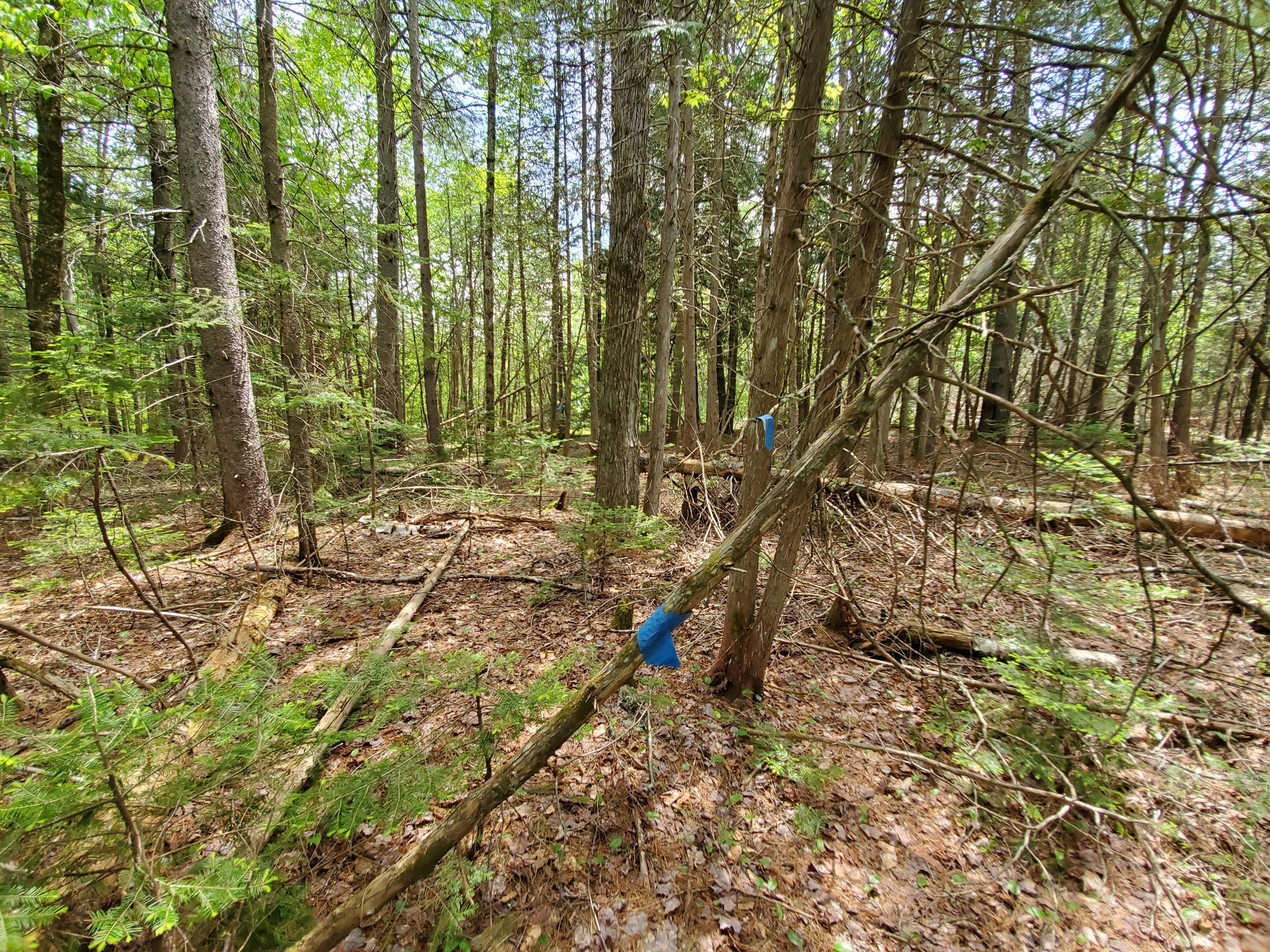 0 Merrill Road Levant, ME 04456 - Photo 27 of 28 20200528_121533