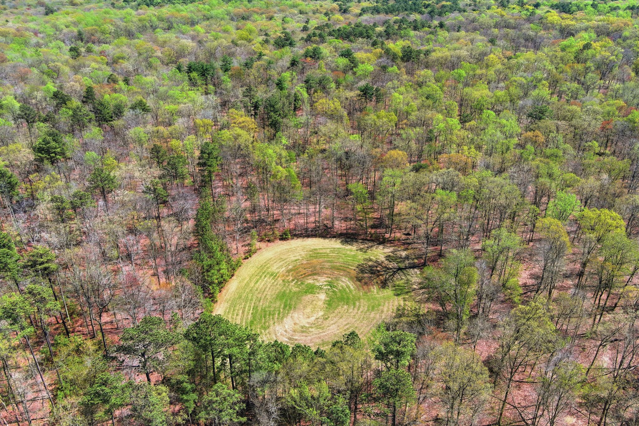 930 Spaniard Neck Road Centreville, MD 21617 - Photo 85 of 91 Private food plot clearing amidst vibrant woods.