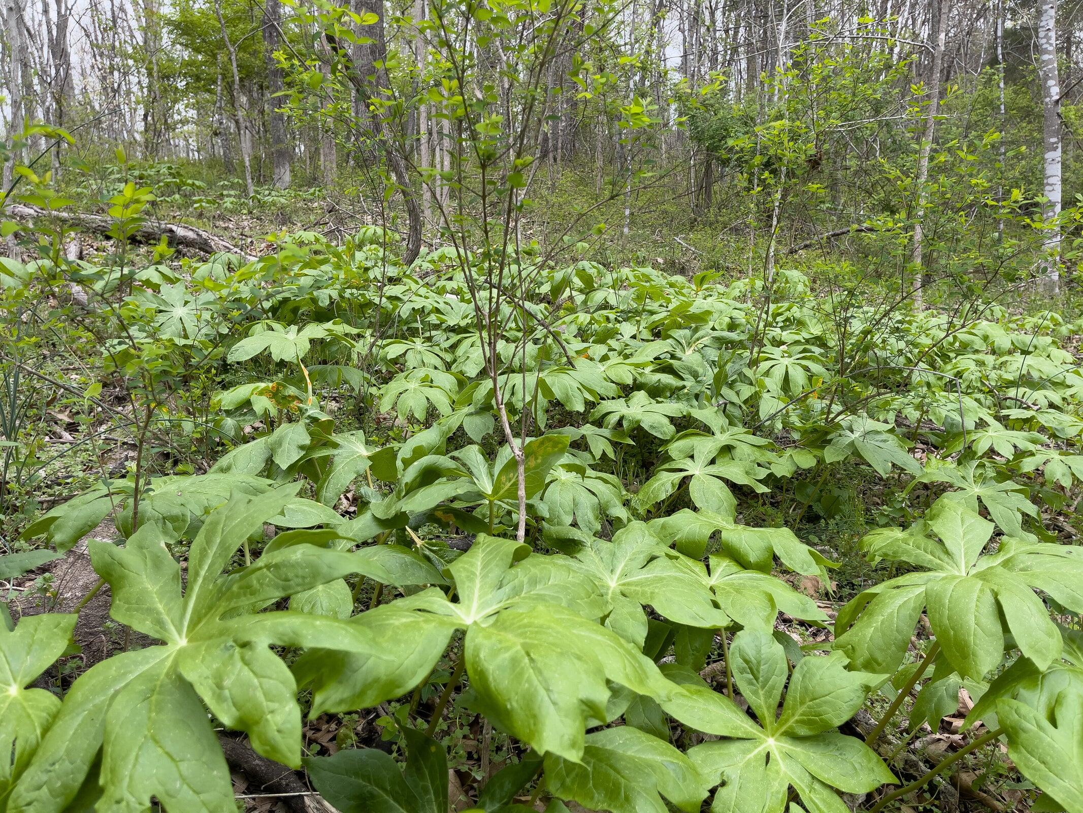 386 Fredericksburg Road Lexington, VA 24450 - Photo 67 of 72 a view of a garden