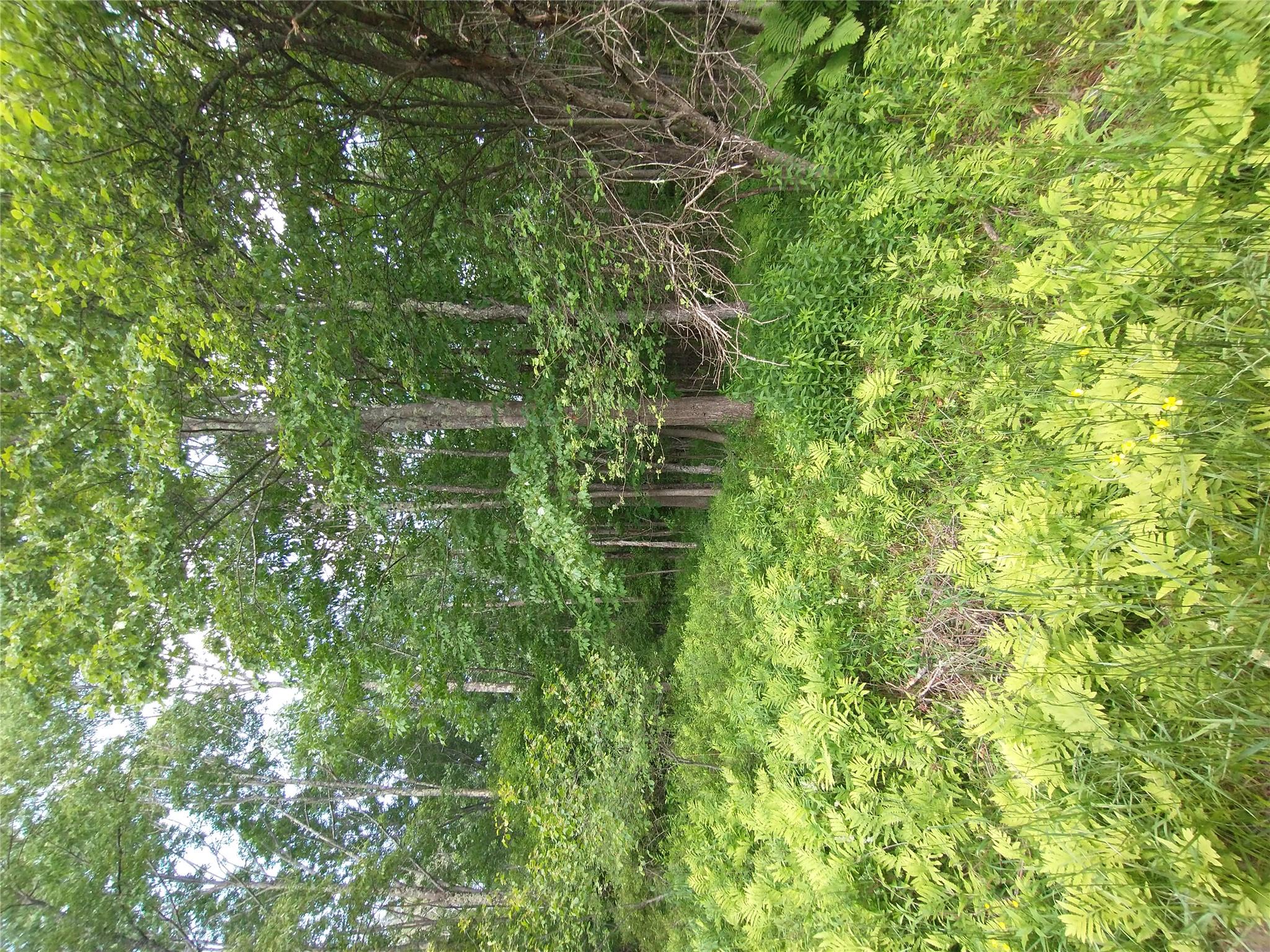 Old Loomis Road Liberty, NY 12734 - Photo 11 of 17 a backyard of a house with lots of green space and fountain