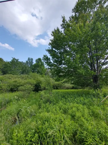 a view of a big yard with large trees and plants