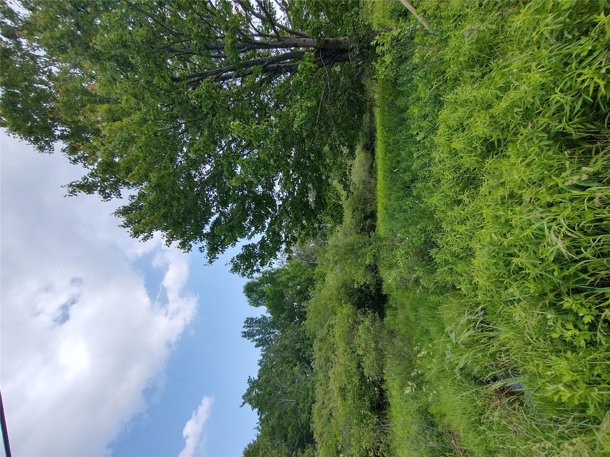 Old Loomis Road Liberty, NY 12734 - Photo 12 of 17 a view of a big yard with large trees and plants