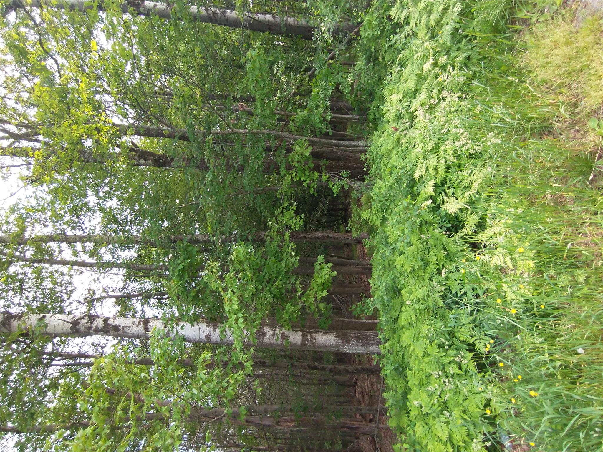 Old Loomis Road Liberty, NY 12734 - Photo 17 of 17 a green field with lots of trees