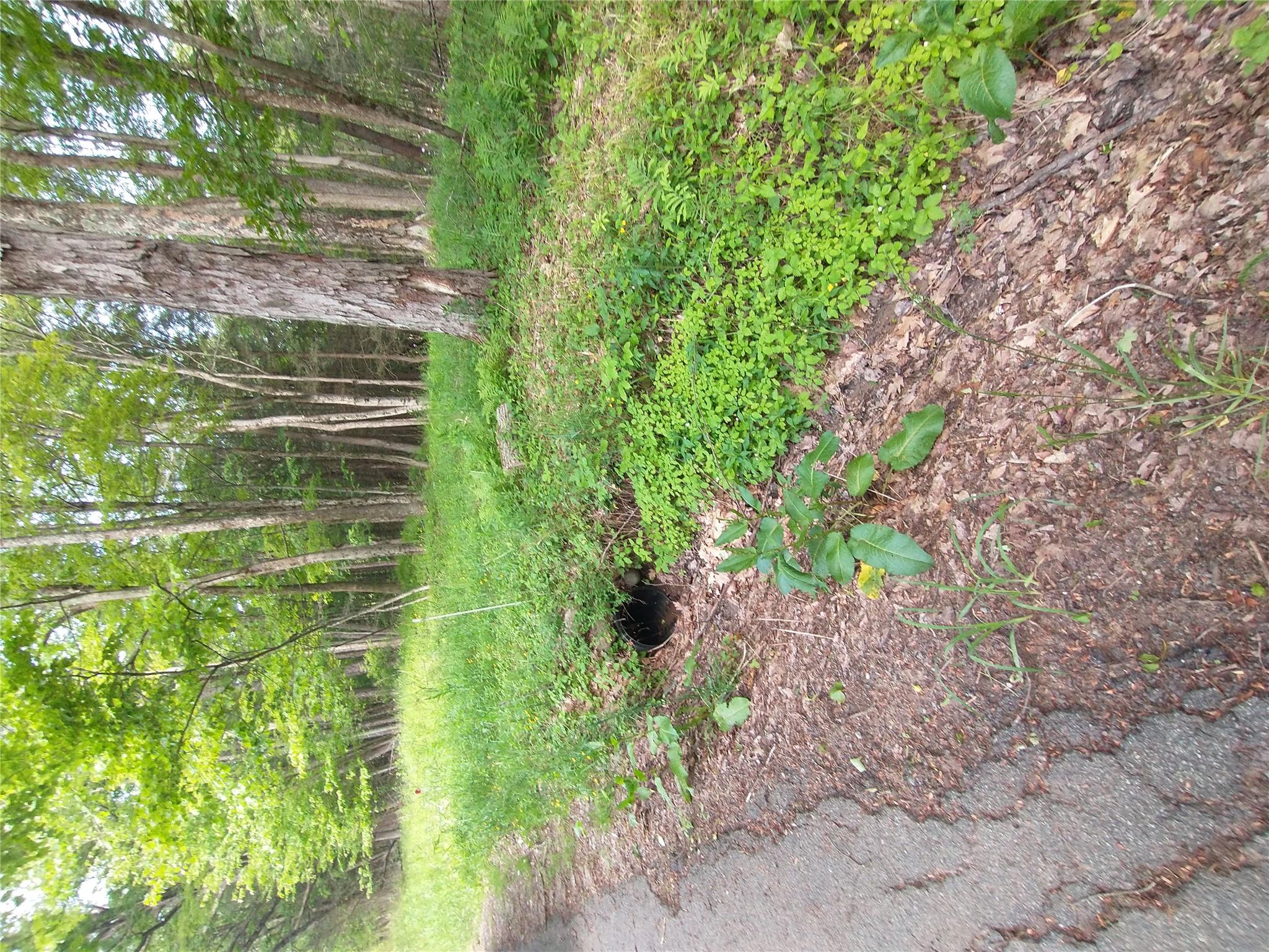 Old Loomis Road Liberty, NY 12734 - Photo 5 of 17 a view of backyard with green space