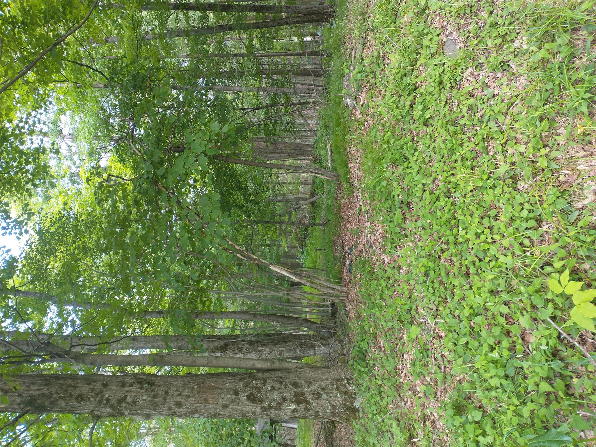 Old Loomis Road Liberty, NY 12734 - Photo 6 of 17 a backyard of a house with lots of green space