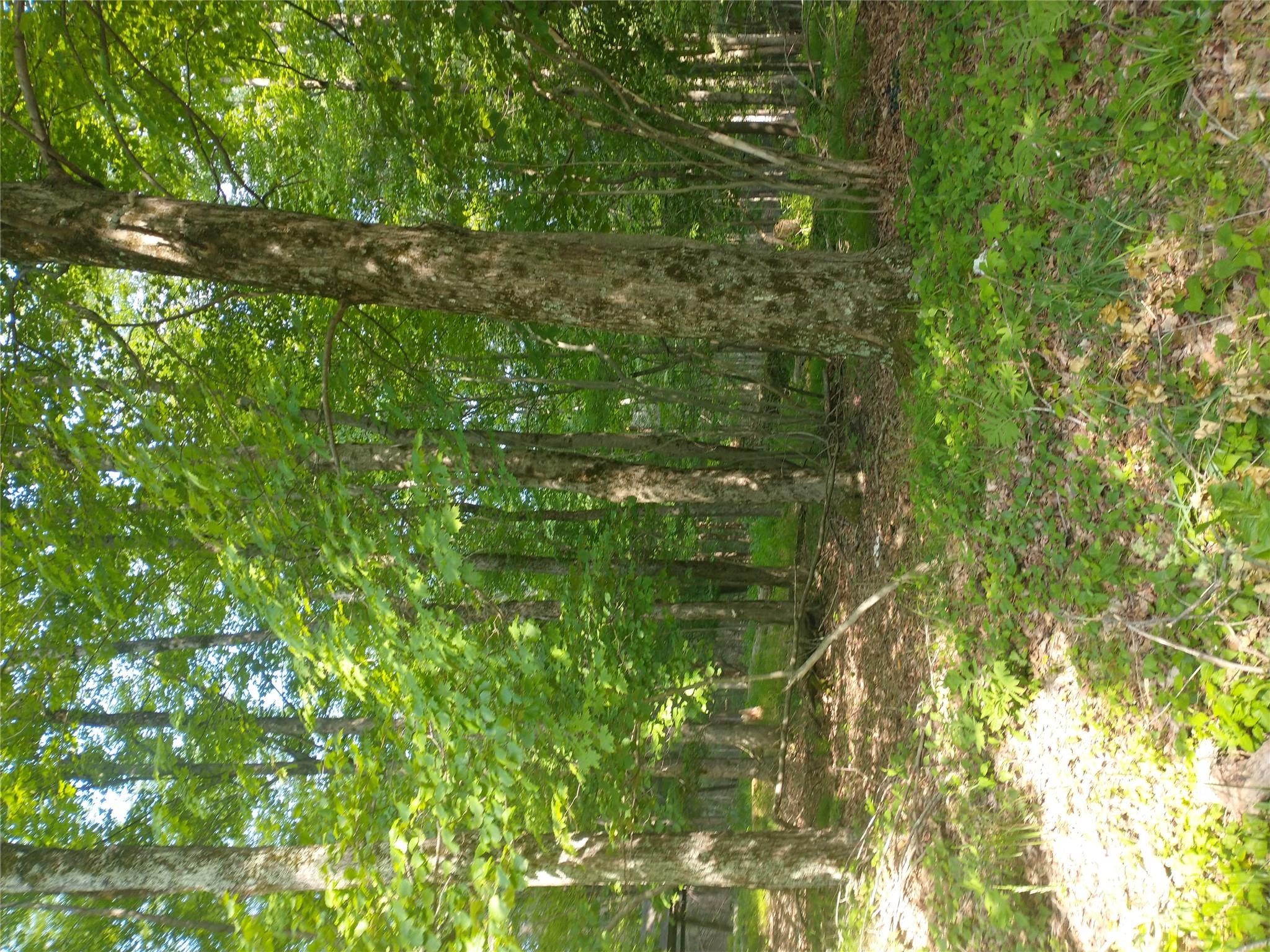 Old Loomis Road Liberty, NY 12734 - Photo 7 of 17 a view of outdoor space and yard