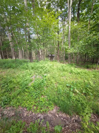 a view of a lush green forest