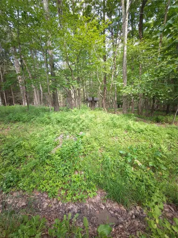 a view of a lush green forest