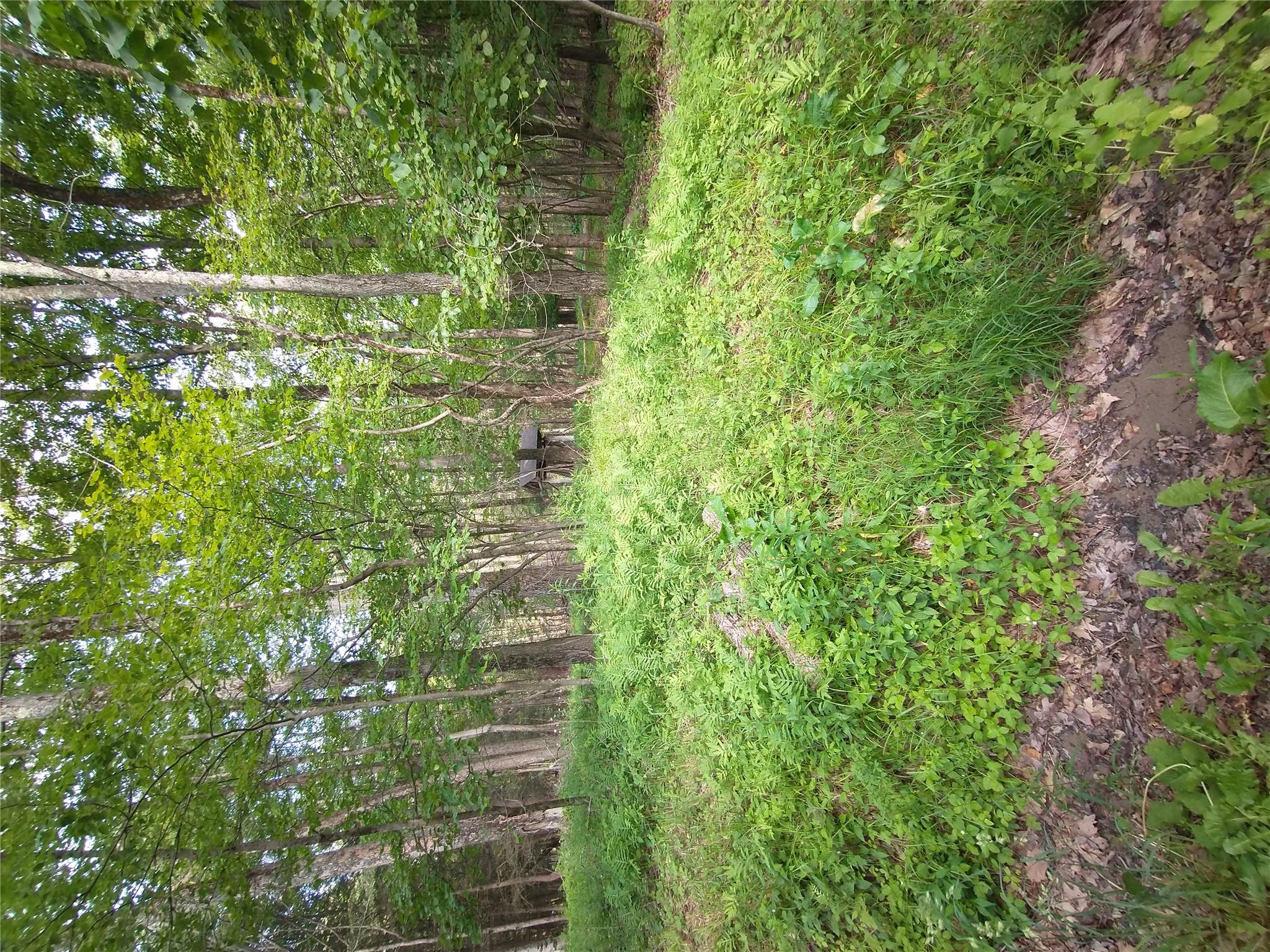 Old Loomis Road Liberty, NY 12734 - Photo 8 of 17 a view of a lush green forest