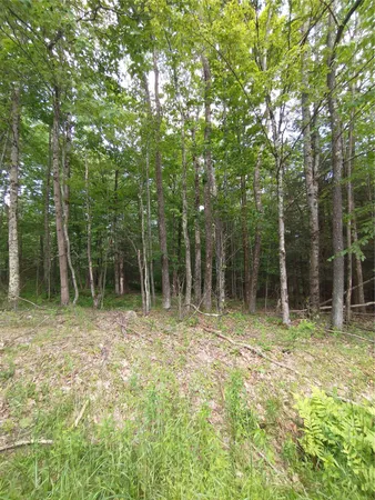 a view of outdoor space with trees all around