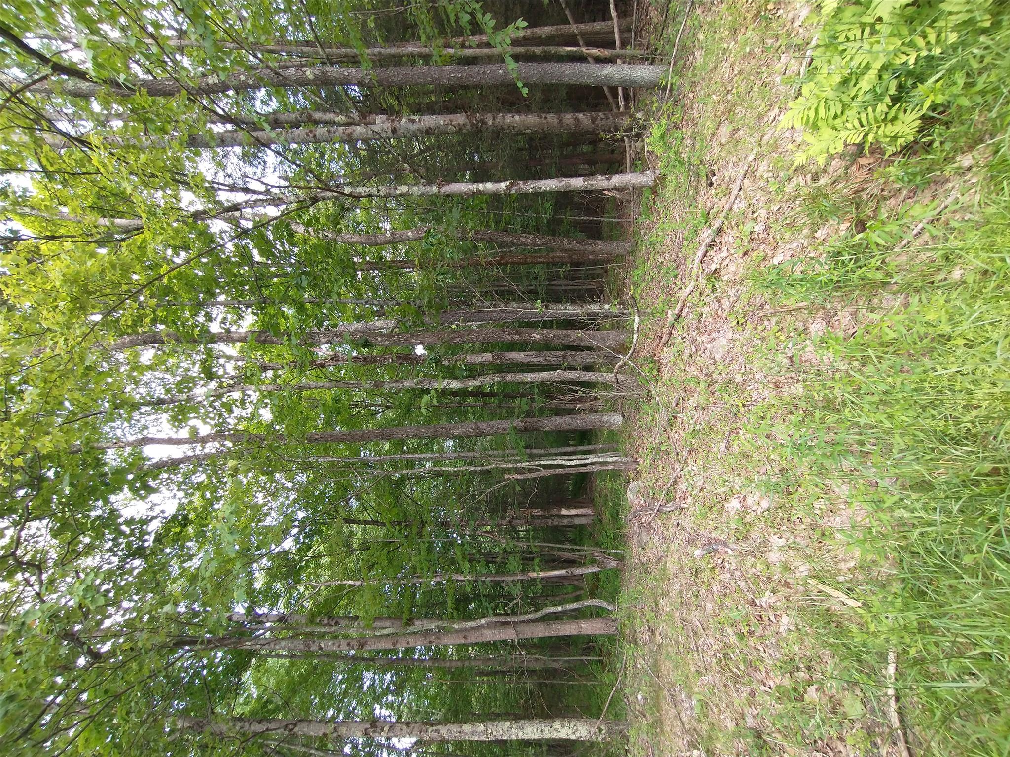Old Loomis Road Liberty, NY 12734 - Photo 10 of 17 a view of outdoor space with trees all around