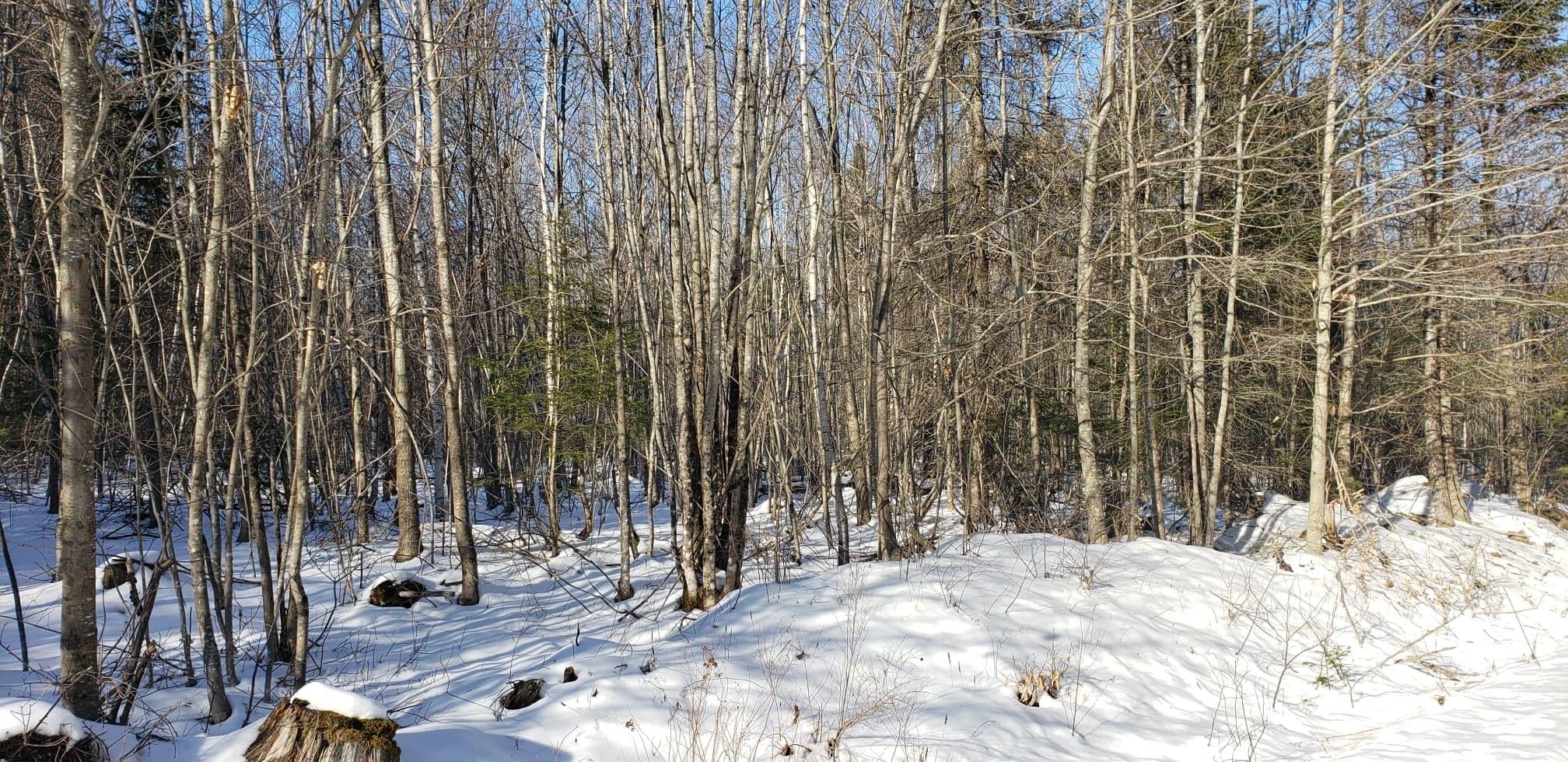 0 Lot B Pierce's Point Road Windsor, ME 04363 - Photo 3 of 3 139520215_787391252124898_88062804695240