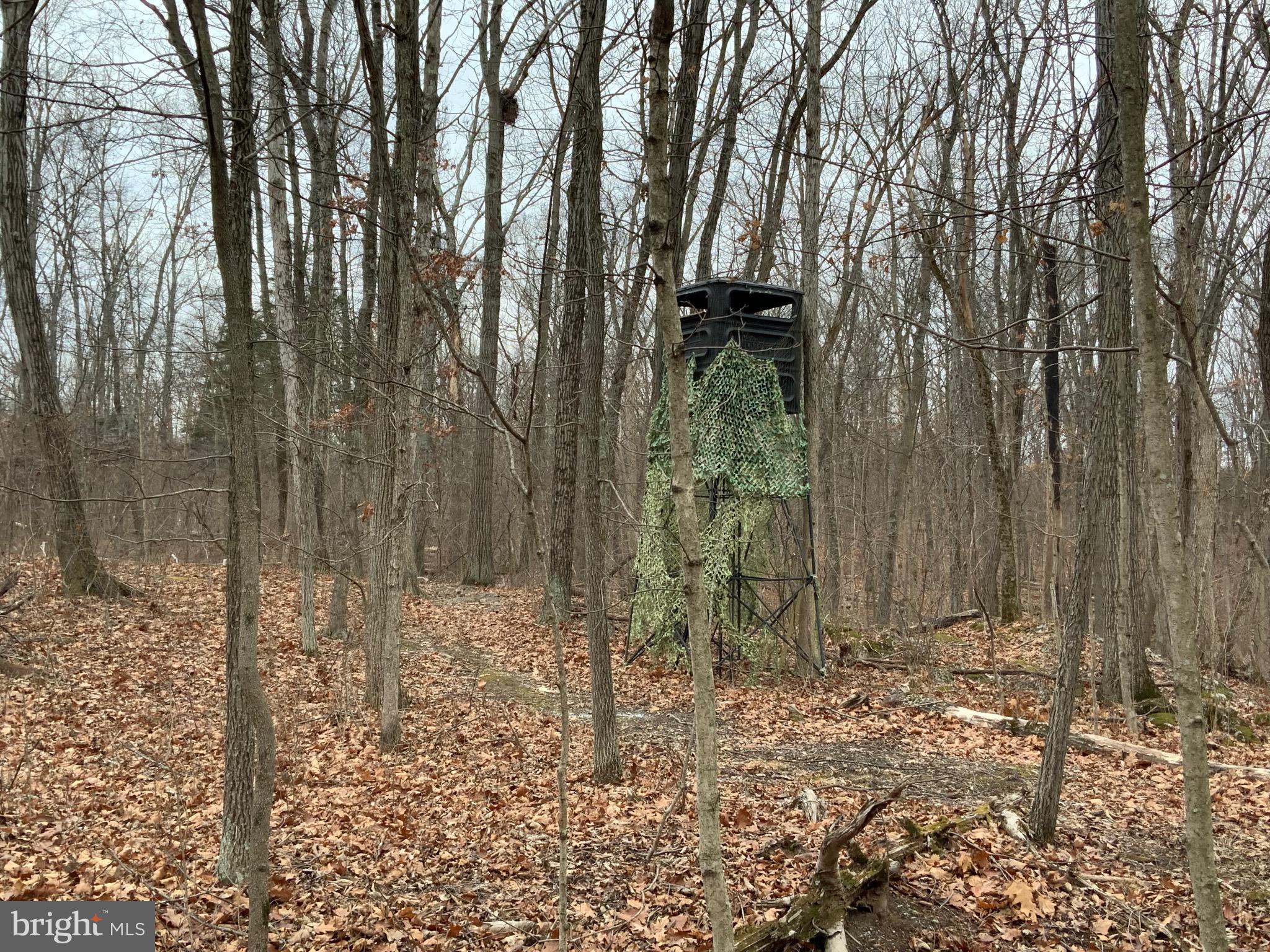 Lot 33 Nestle Quarry Road Falling Waters, WV 25419 - Photo 1 of 27 a view of a forest filled with trees
