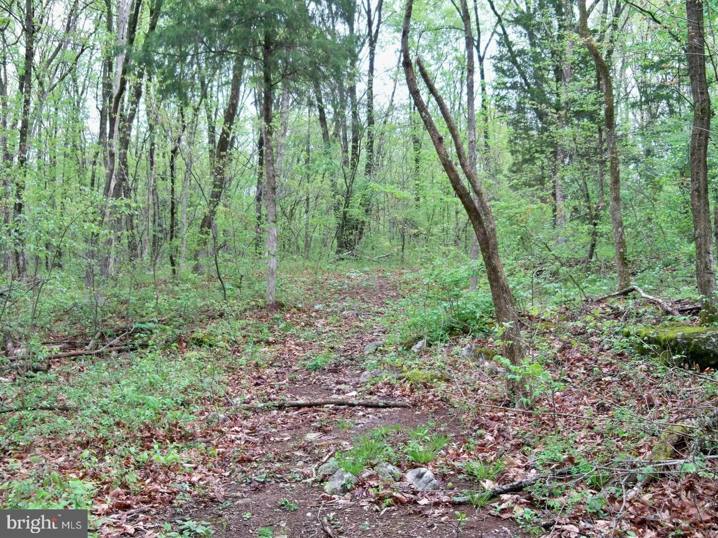 Lot 33 Nestle Quarry Road Falling Waters, WV 25419 - Photo 12 of 27 a view of a lush green forest