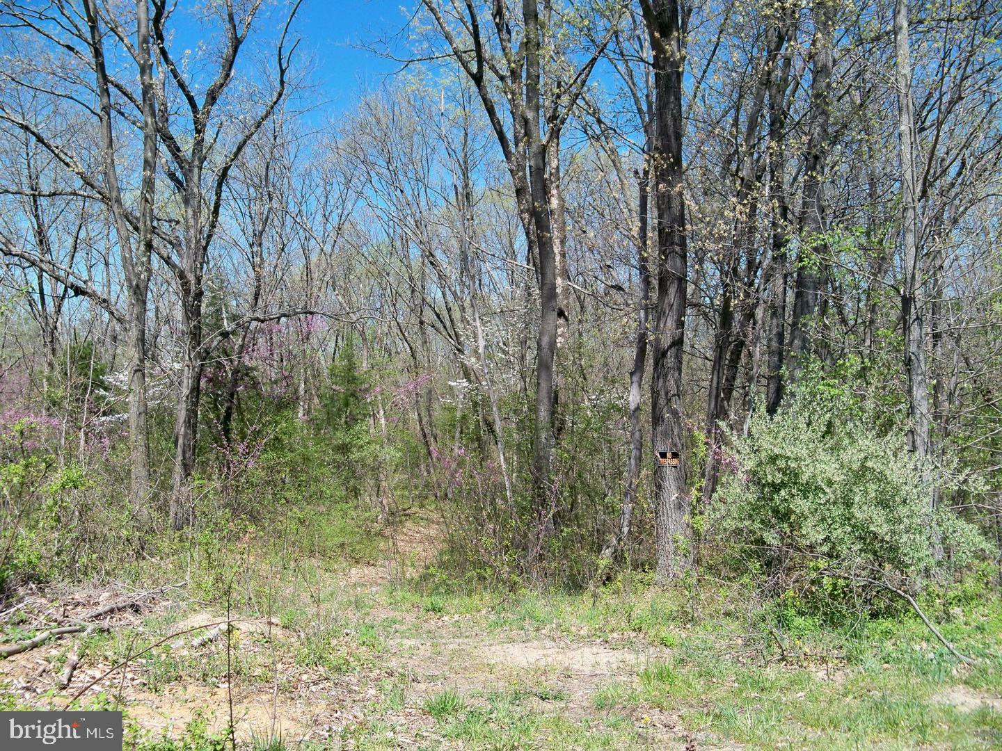 Lot 33 Nestle Quarry Road Falling Waters, WV 25419 - Photo 20 of 27 a view of forest