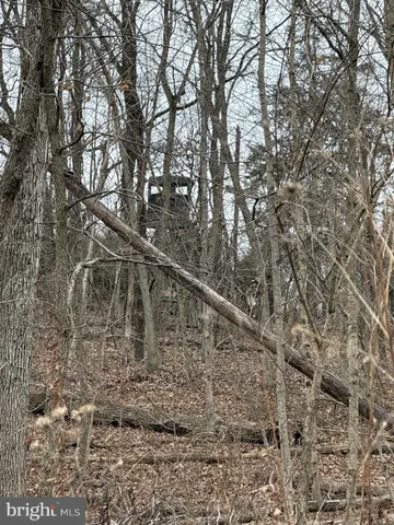 a view of a yard with large trees