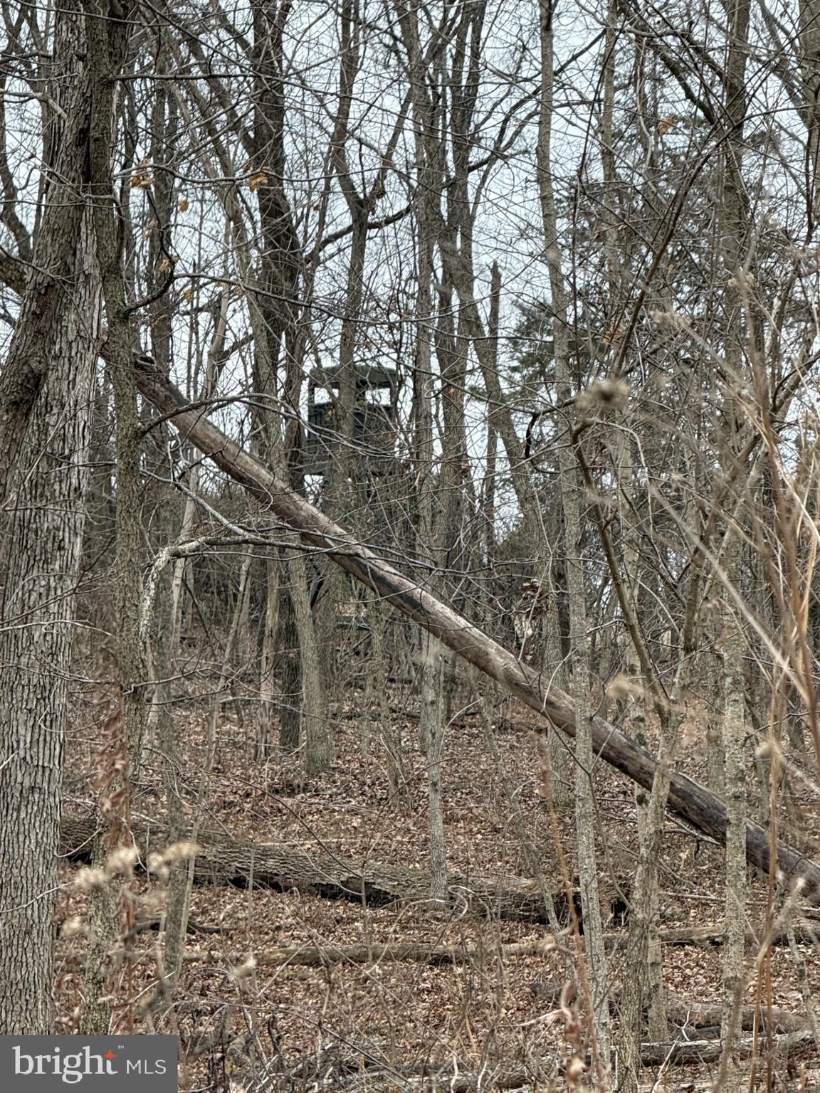 Lot 33 Nestle Quarry Road Falling Waters, WV 25419 - Photo 3 of 27 a view of a yard with large trees