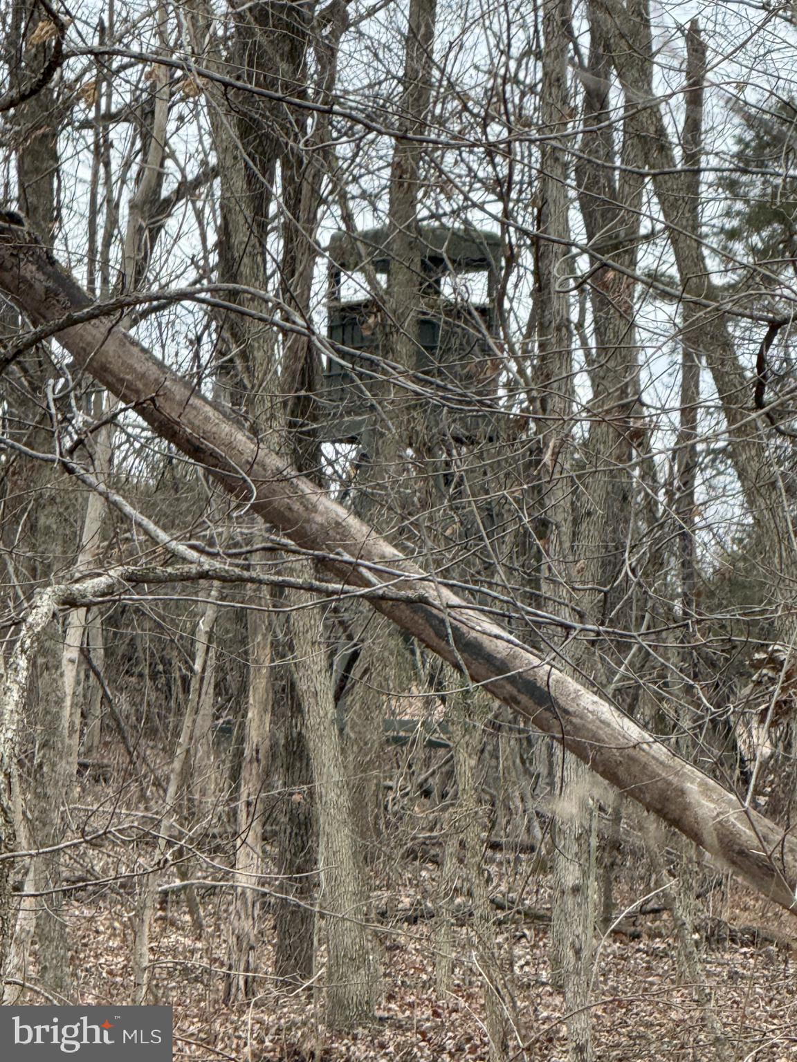 Lot 33 Nestle Quarry Road Falling Waters, WV 25419 - Photo 4 of 27 a picture of tree