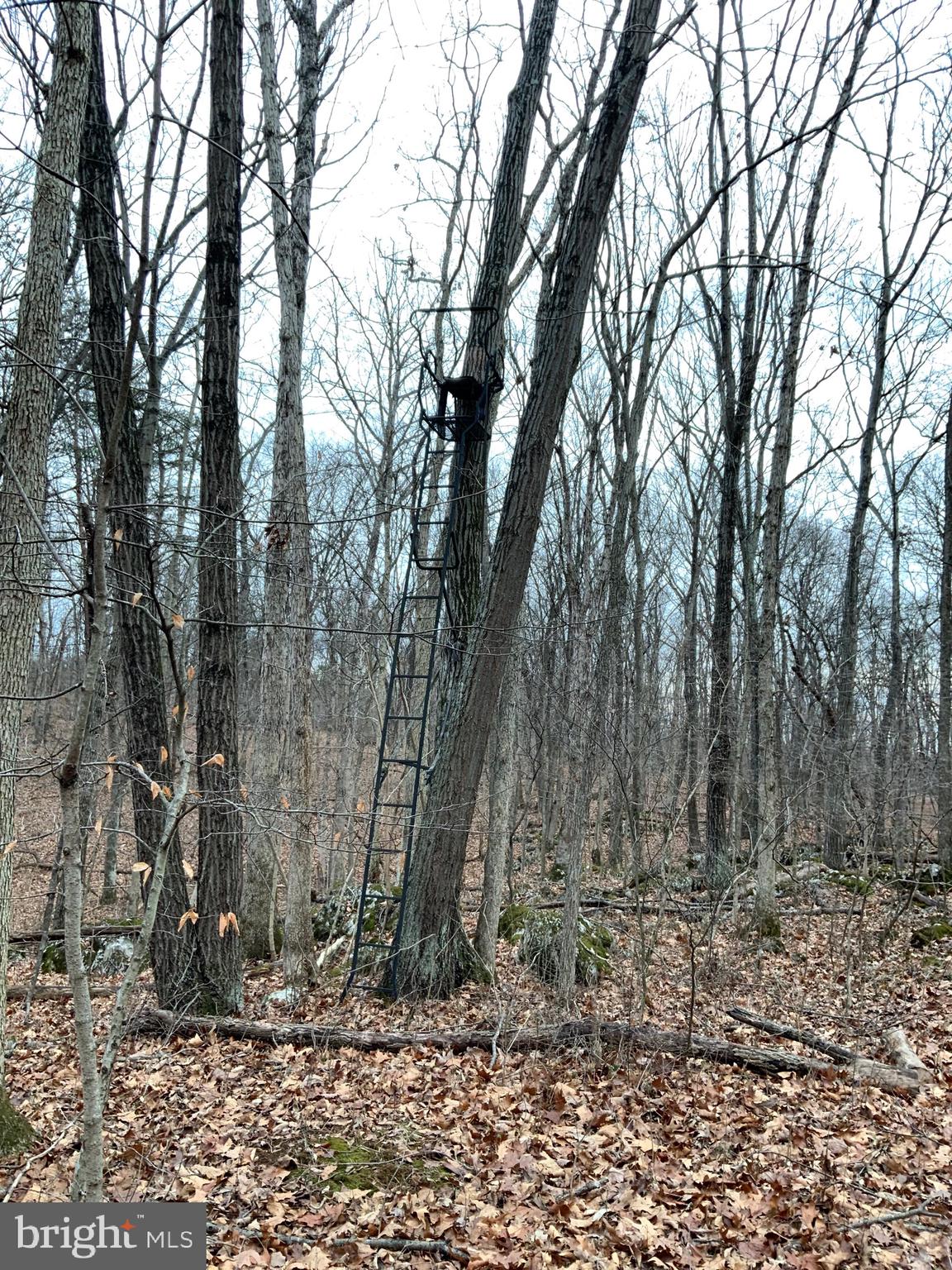 Lot 33 Nestle Quarry Road Falling Waters, WV 25419 - Photo 6 of 27 a backyard of a house with lots of trees
