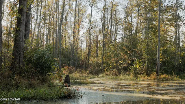a view of water covered with trees