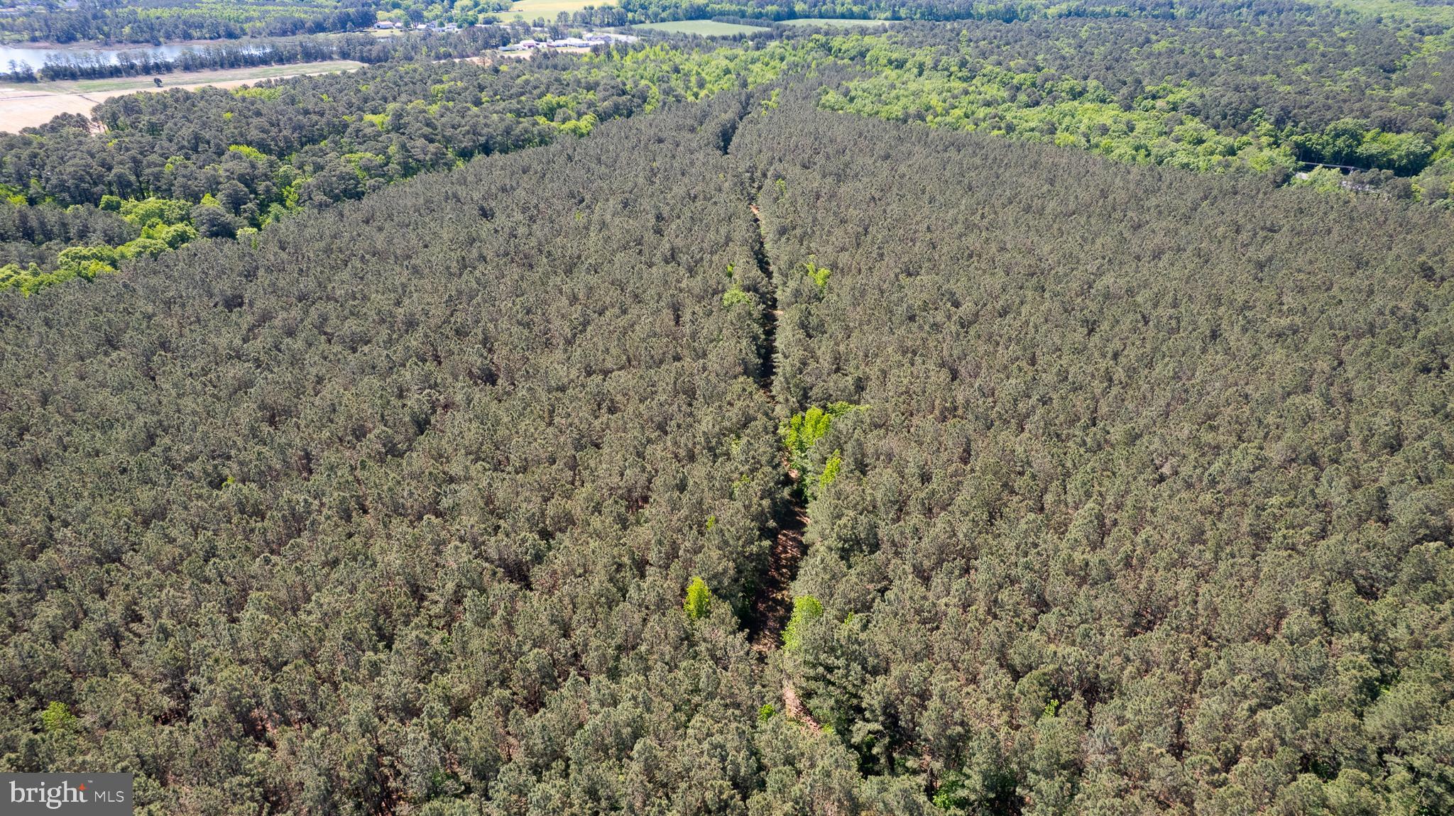 Taylors Island Road Woolford, MD 21677 - Photo 15 of 21 Wooded Aerial